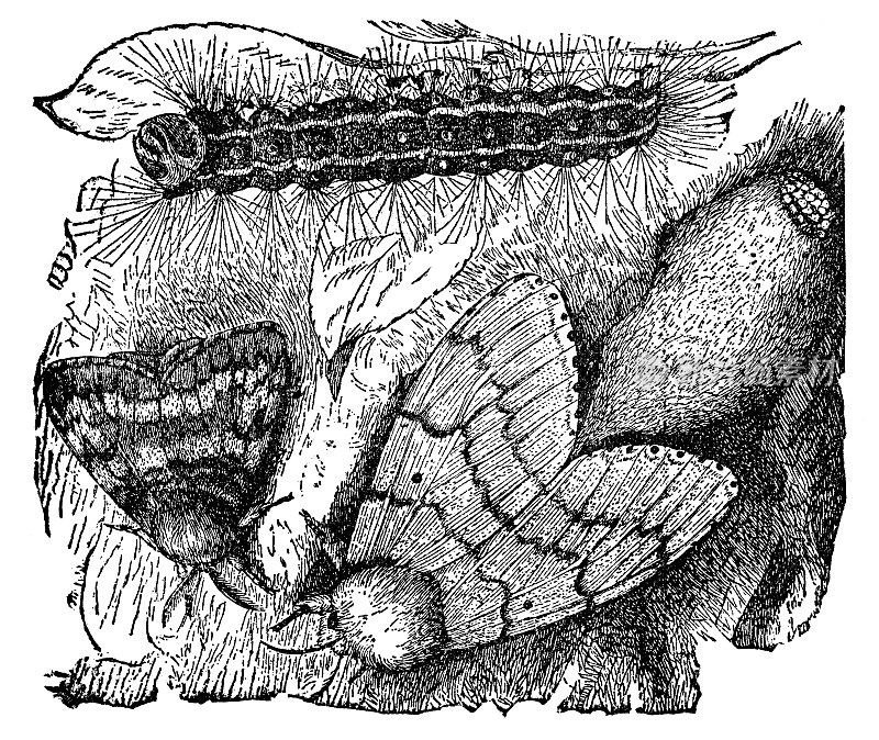 舞毒蛾昆虫(Lymantria Dispar)的蜕变- 19世纪